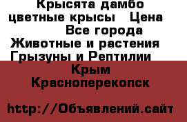 Крысята дамбо цветные крысы › Цена ­ 250 - Все города Животные и растения » Грызуны и Рептилии   . Крым,Красноперекопск